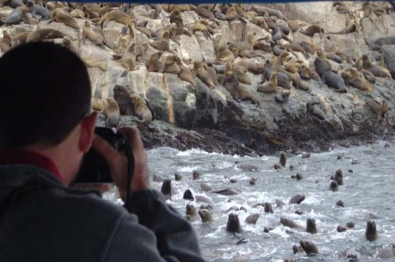 Swimming with sea lions in Lima - Diving Into the Experience