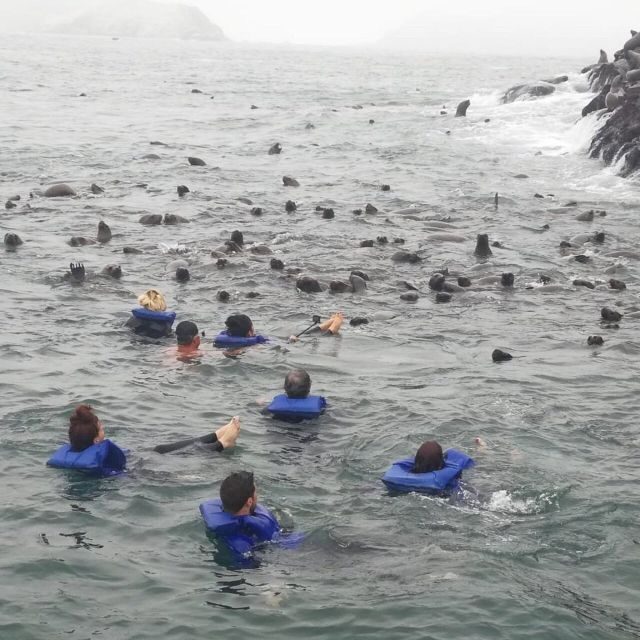 Swimming with sea lions in Lima - Authentic Insights & Real Experiences