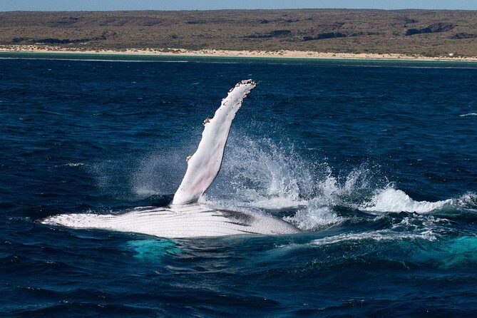 Swimming with the Whale Sharks - Ningaloo Reef (Exmouth) - Breaking Down the Itinerary
