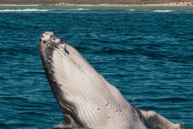 Swimming with the Whale Sharks - Ningaloo Reef (Exmouth) - The Sum Up: Who Should Consider This Tour?