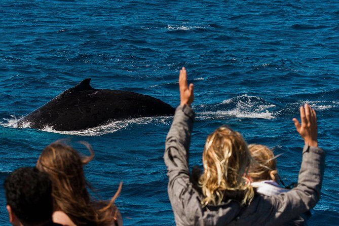 Swimming with the Whale Sharks - Ningaloo Reef (Exmouth) - FAQ