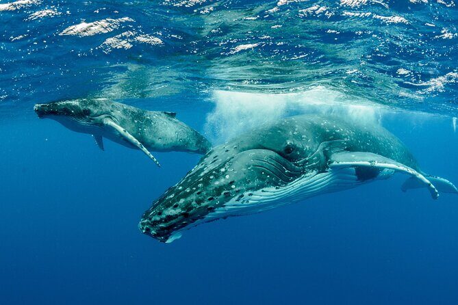 Swimming with Whales in Moorea (Half Day tour) - Who Should Consider This Tour?