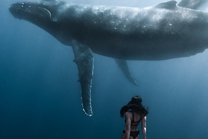 Swimming with Whales in Moorea (Half Day tour) - FAQ