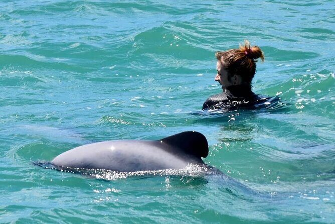 Swimming with Wild Dolphins in Akaroa - A Deep Dive into the Experience