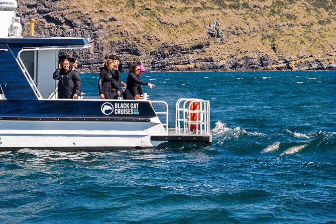 Swimming with Wild Dolphins in Akaroa - The Sum Up