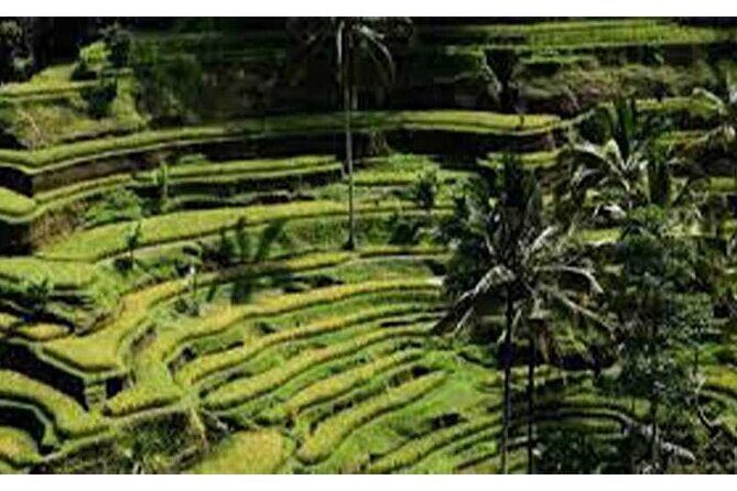Swing Bali-Ubud Rice Terrace_Elephant Cave & Ubud Waterfall - Final Thoughts: Is This Tour for You?