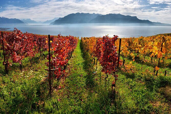 Swiss Wine Tasting at Lavaux Vineyards: Private Trip from Geneva - Highlights and Practicalities