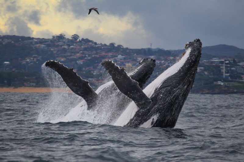 Sydney: 2.5-Hour Discovery Whale Watching Tour by Catamaran - Detailed Review: Why This Tour Works