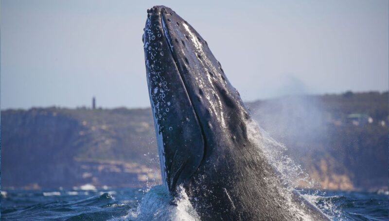 Sydney: 2.5-Hour Discovery Whale Watching Tour by Catamaran - FAQ