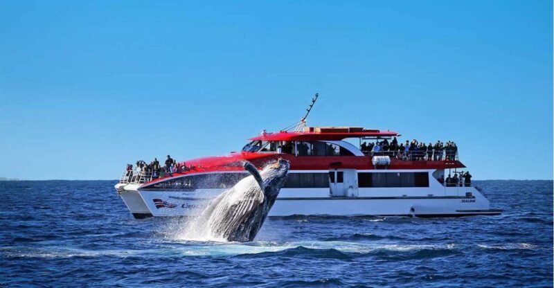 Sydney: 2.5-Hour Whale Watching & Wildlife Cruise - What to Expect on Your Whale Watching Adventure