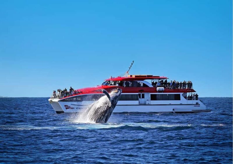 Sydney: 2.5-Hour Whale Watching & Wildlife Cruise - Why This Tour Excels