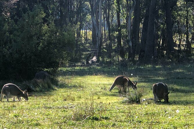 Sydney: Blue Mountains Day Tour with Wildlife Park & Waterfalls - FAQs