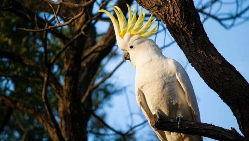 Sydney: Blue Mountains Kangaroos, Wilderness and Sunset Tour - Who Would Enjoy This Tour?