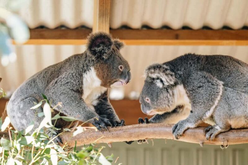 Sydney: Blue Mountains Tour with Wildlife Park & Waterfalls - The Value of This Tour
