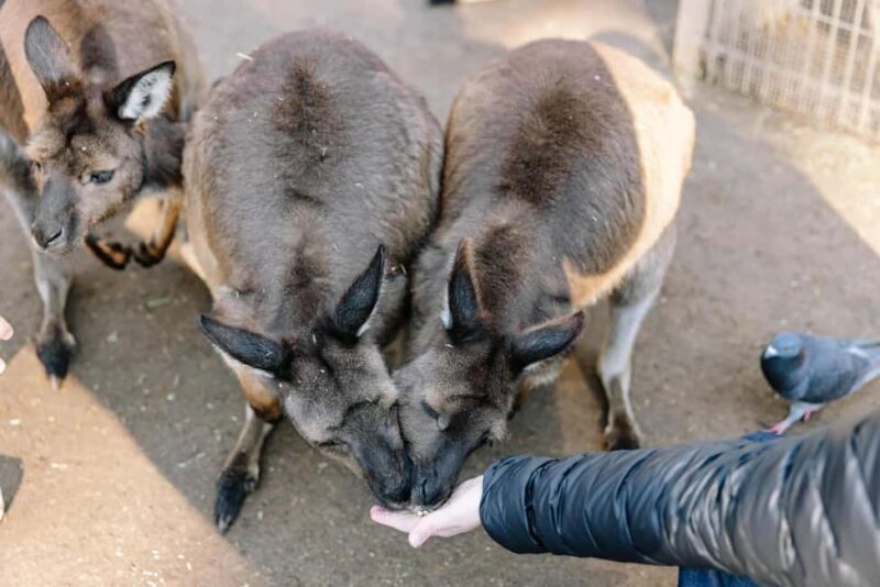 Sydney: Blue Mountains Tour with Wildlife Park & Waterfalls - Frequently Asked Questions