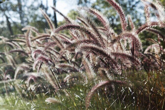 Sydney Botanic Garden Kids Quest: Nature Puzzle Adventure - FAQ