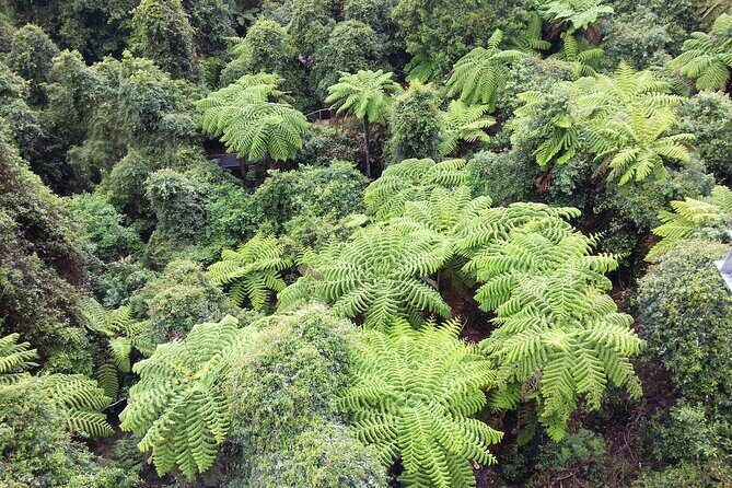 Sydney City and Blue Mountains in One Day Private Tour - FAQs