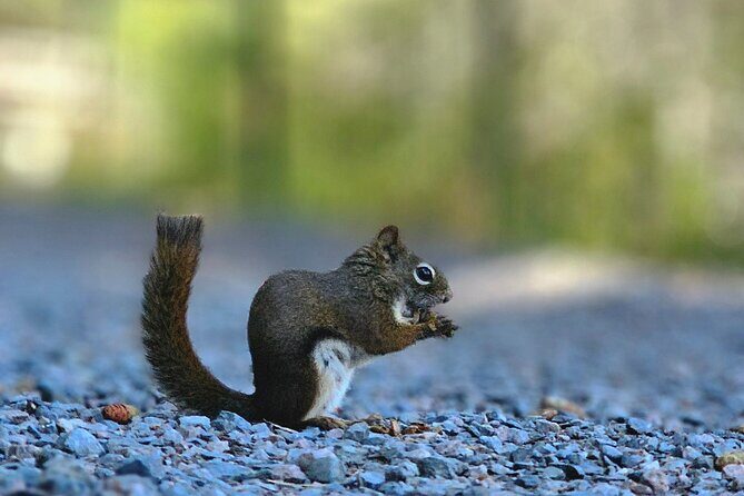 Sydney City Roots and Wildlife Trails of Cape Breton Island - Overview