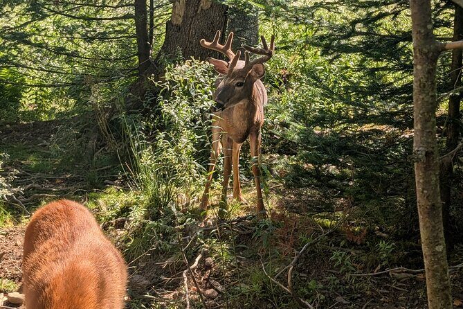Sydney City Roots and Wildlife Trails of Cape Breton Island - Why This Tour Offers Good Value