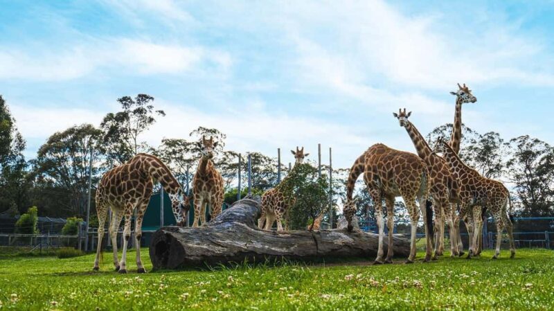 Sydney: Featherdale Wildlife Park Private Tour - Key Points