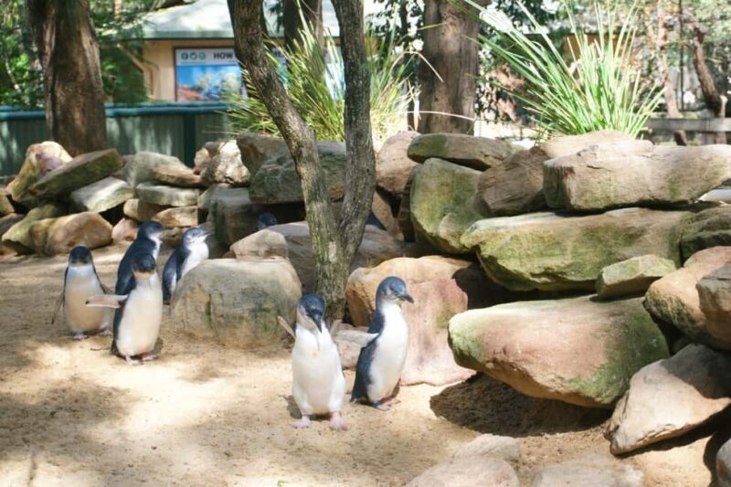 Sydney: Featherdale Wildlife Park Private Tour - The Value of a Private Tour