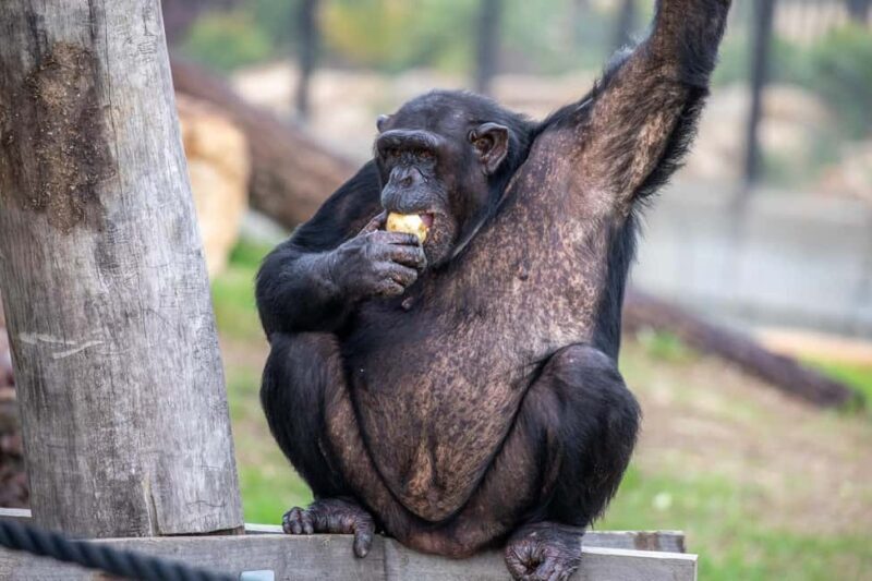Sydney: Featherdale Wildlife Park Private Tour - FAQ