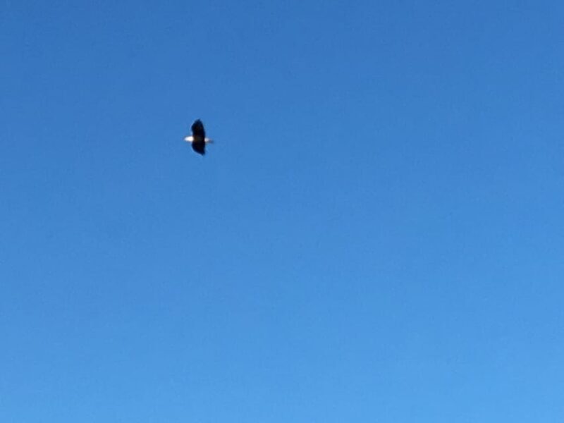 Sydney: Highland Village & Bell Museum Cruise Excursion - FAQ