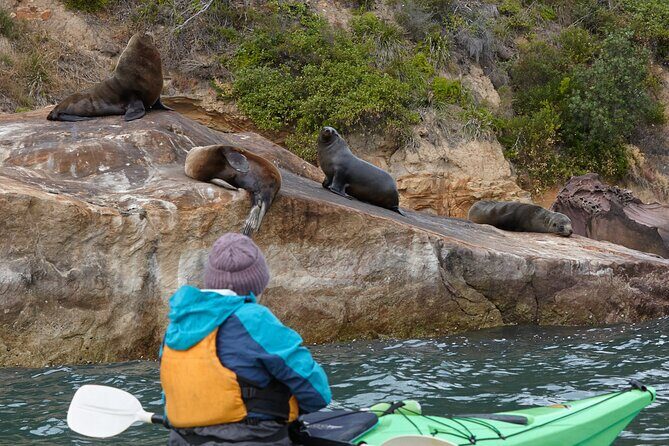 Sydney Kayak Seal Encounter Adventure with Gourmet Food - Sydney Kayak Seal Encounter Adventure with Gourmet Food — A Deep Dive