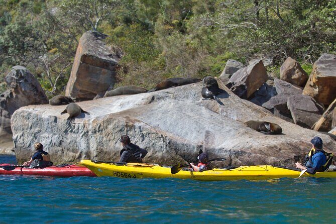Sydney Kayak Seal Encounter Adventure with Gourmet Food - Who Will Love This Tour?