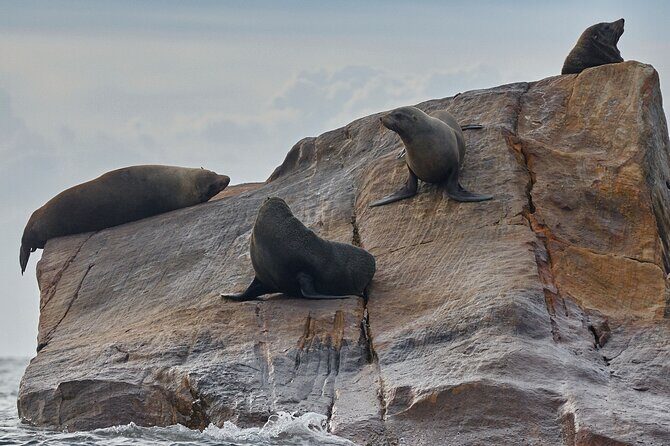 Sydney Kayak Seal Encounter Adventure with Gourmet Food - FAQs