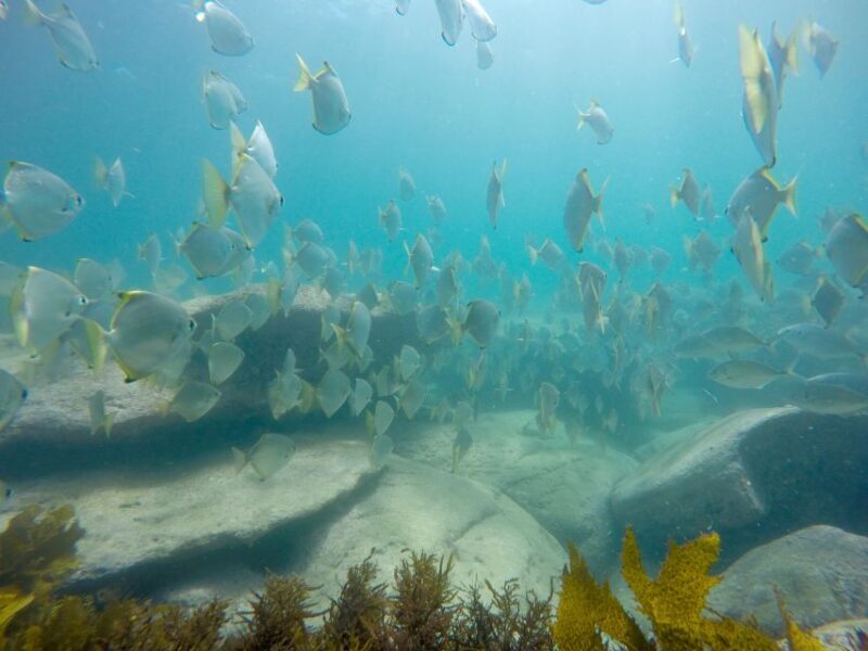 Sydney: Manly and Shelly Beach Snorkeling Tour - The Value of This Tour