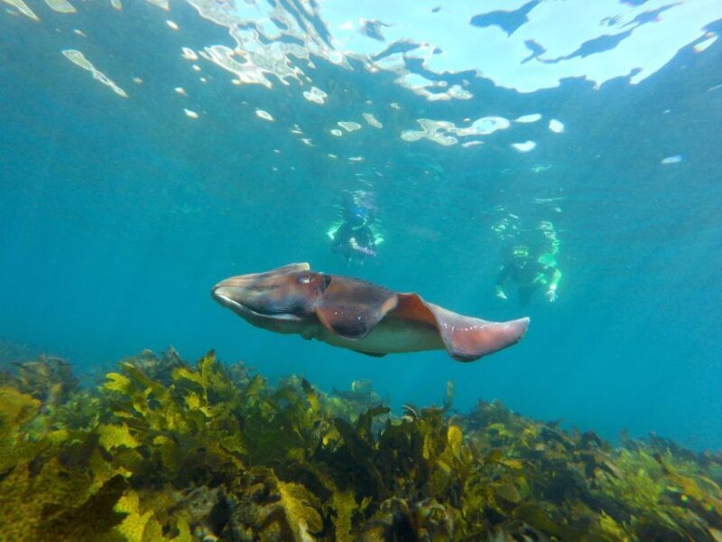 Sydney: Manly and Shelly Beach Snorkeling Tour - The Sum Up: Why You Should Consider This Tour