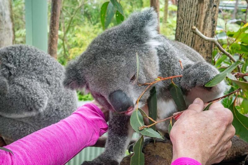Sydney: Nature and Wildlife - Australia in One Day - Key Points