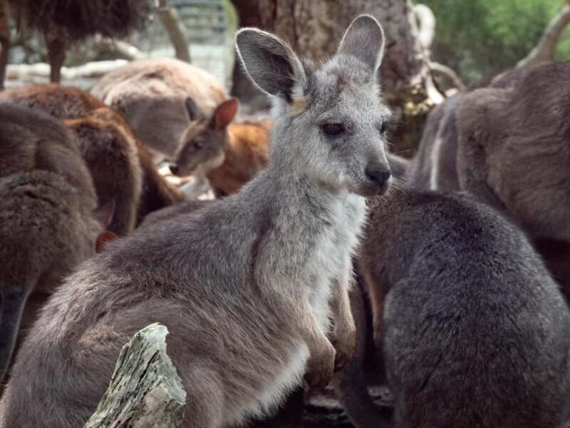 Sydney: Nature and Wildlife - Australia in One Day - The Value of the Experience