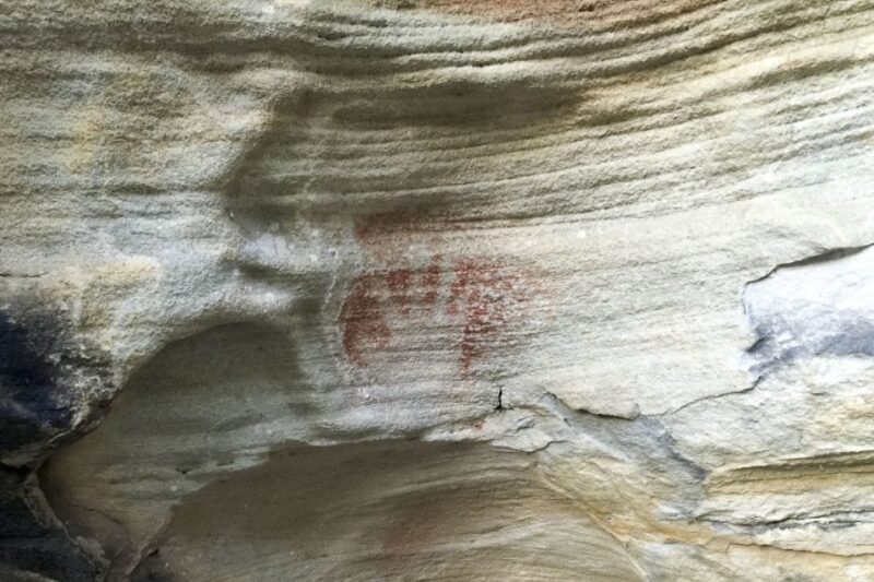 Sydney: Northern Beaches and Ku-ring-gai National Park Tour - A Detailed Look at the Sydney Northern Beaches and Ku-ring-gai National Park Tour