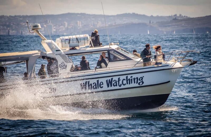 Sydney: Ocean Whale Watching Experience - Key Points