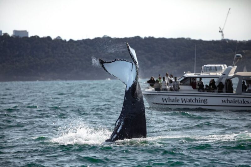 Sydney: Ocean Whale Watching Experience - In-Depth Look at the Sydney Ocean Whale Watching Tour