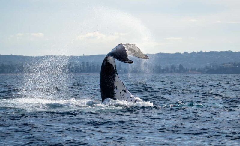 Sydney: Ocean Whale Watching Experience - FAQ