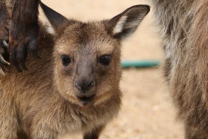 Sydney Opera House and Aussie Animals Private Tour - Key Points