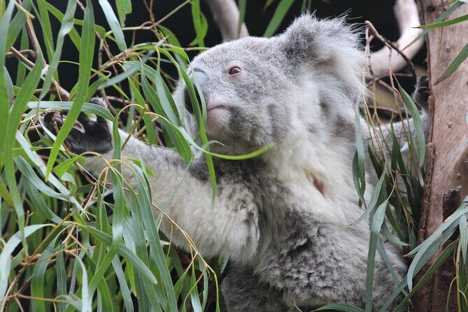 Sydney Opera House and Aussie Animals Private Tour - Who Will Love This Tour?