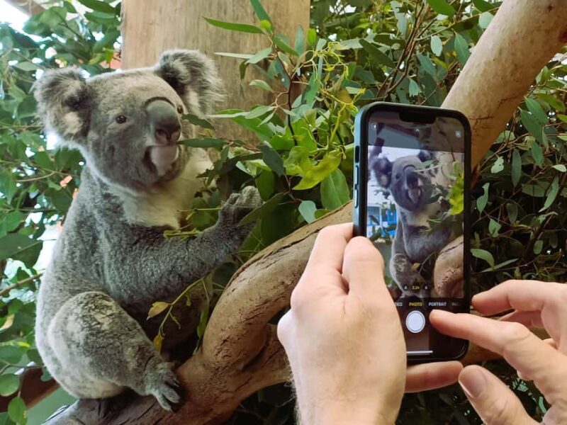 Sydney: Private Blue Mountains, Waterfalls, Walks & Meals - Exploring the Blue Mountains: A Personalized Day of Nature and Heritage