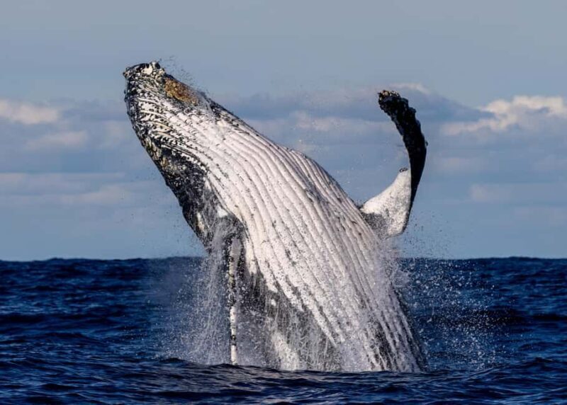 Sydney: Scenic Whale Watching Cruise - Whales Guaranteed - Why This Tour Still Delivers True Value