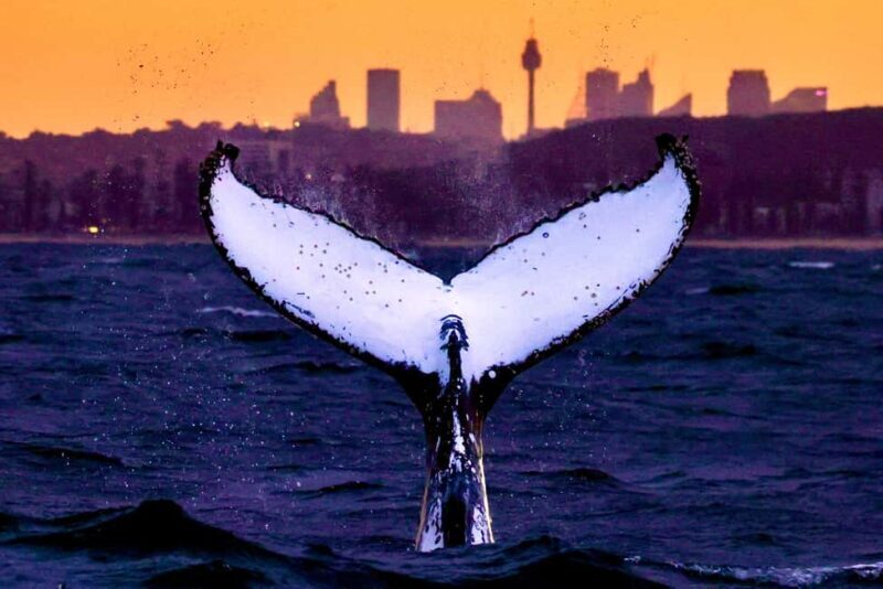 Sydney: Scenic Whale Watching Cruise - Whales Guaranteed - The Guides and Crew: Why They Matter