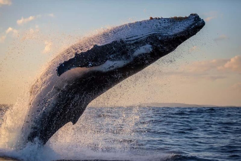 Sydney: Scenic Whale Watching Cruise - Whales Guaranteed - Who Should Book This Tour?