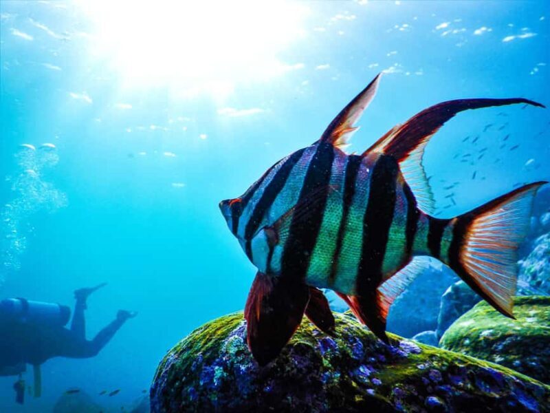 Sydney: Snorkeling Tour for Kids with Private Guide - Who Should Consider This Tour?