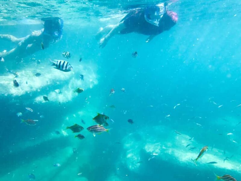 Sydney: Snorkeling Tour for Kids with Private Guide - Final Thoughts