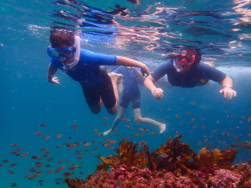 Sydney: Snorkeling Tour for Kids with Private Guide - FAQ