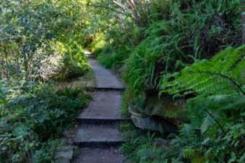 Sydney: Taronga to Balmoral Walk with picnic at Balmoral - A Detailed Look at the Experience