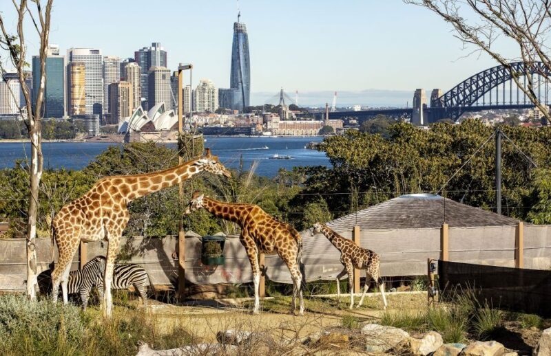 Sydney: Taronga Zoo Ticket with Return Ferry - Key Points