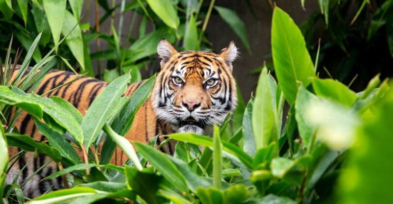 Sydney: Taronga Zoo Ticket with Return Ferry - Who Will Love This Tour?